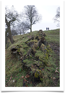Old Stump - Russ Lambert